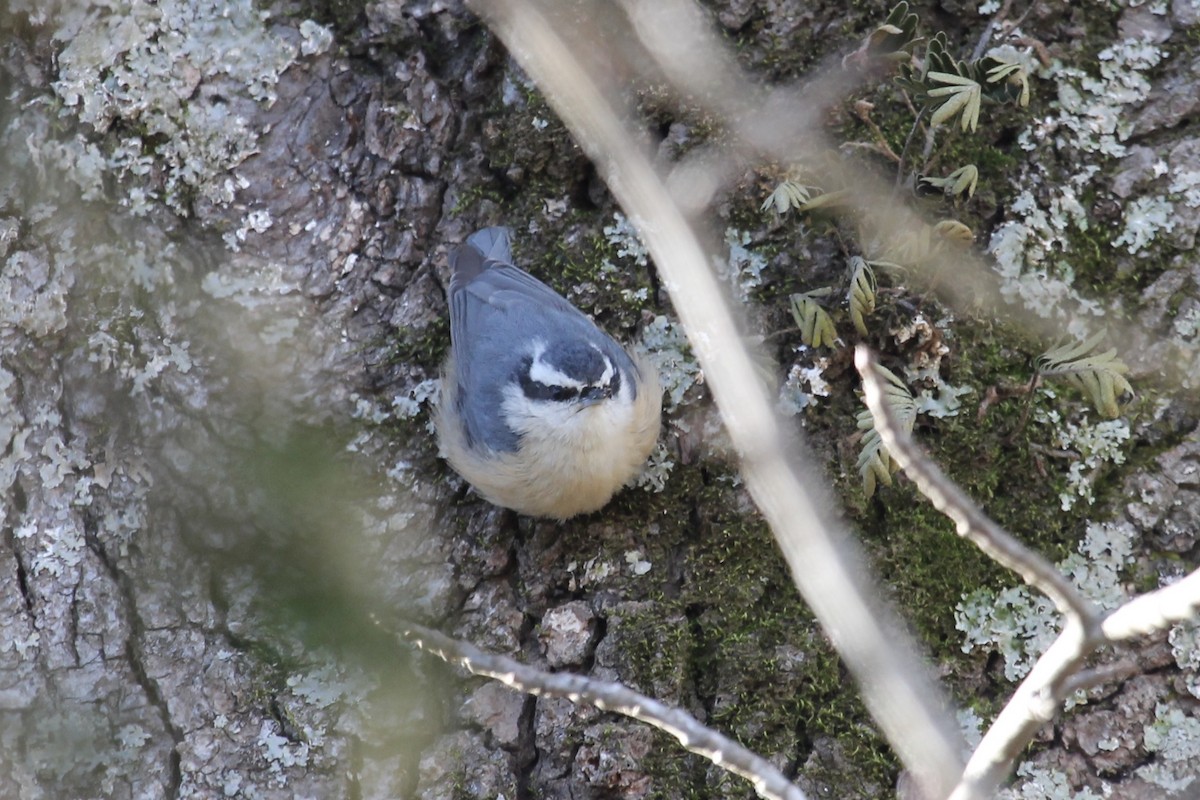 Red-breasted Nuthatch - ML137848771