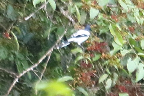 Magpie Tanager - ML137852591