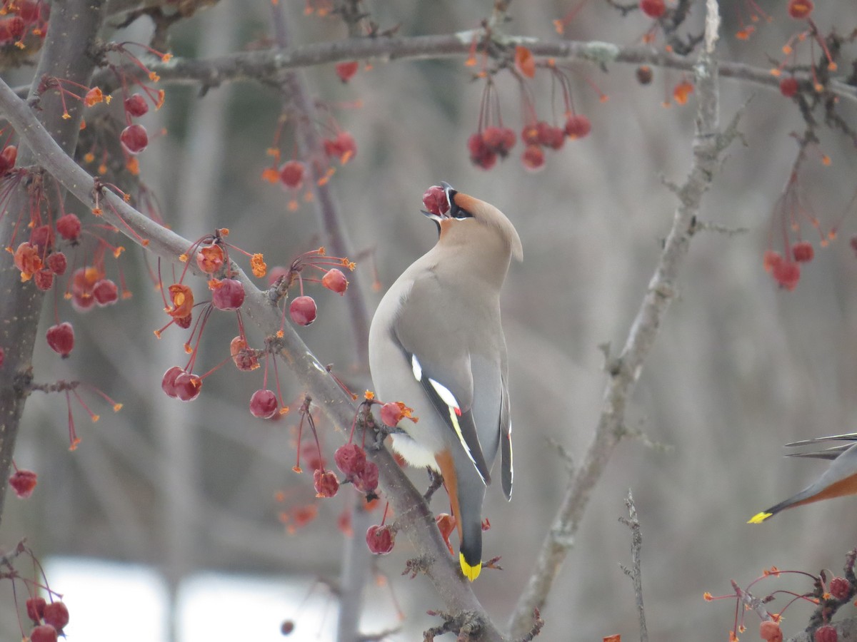 Bohemian Waxwing - Nate Marchessault