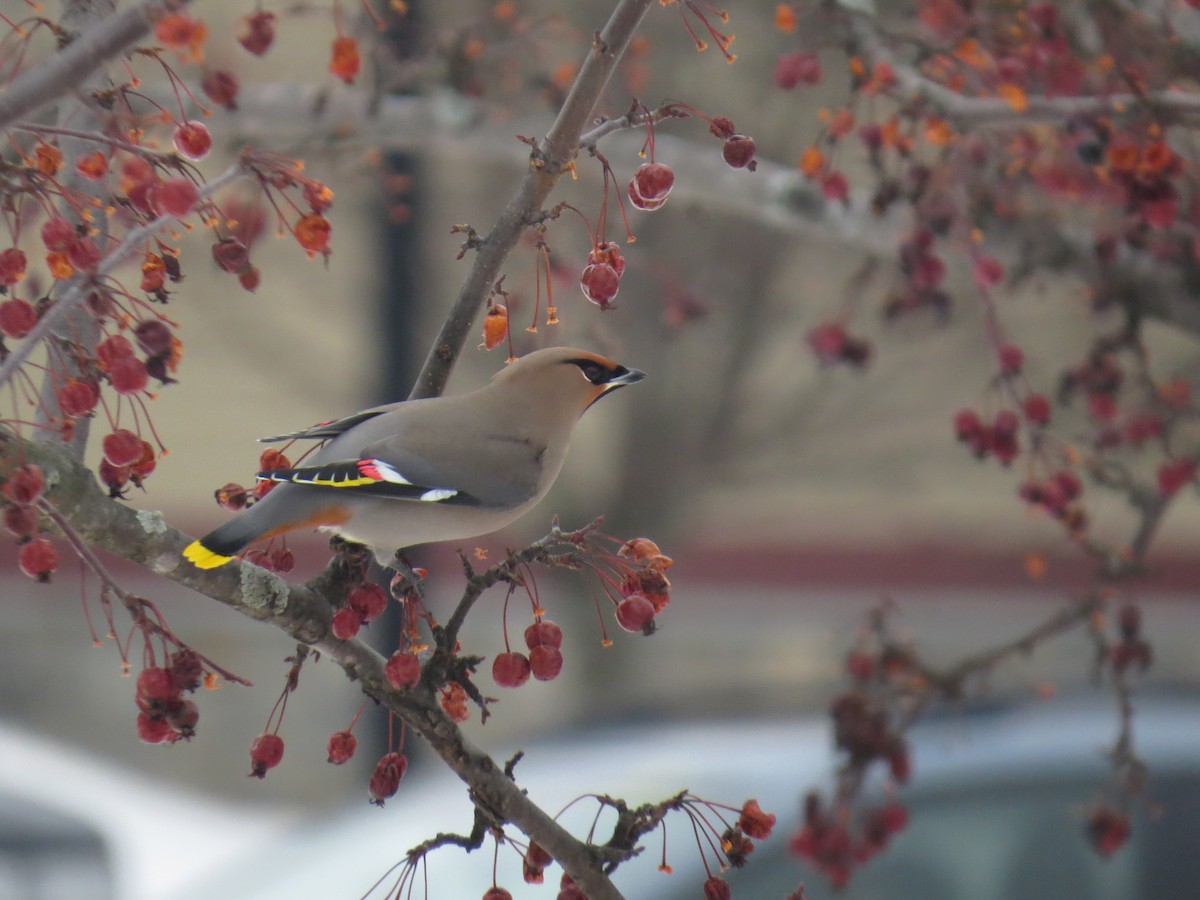 Bohemian Waxwing - Nate Marchessault