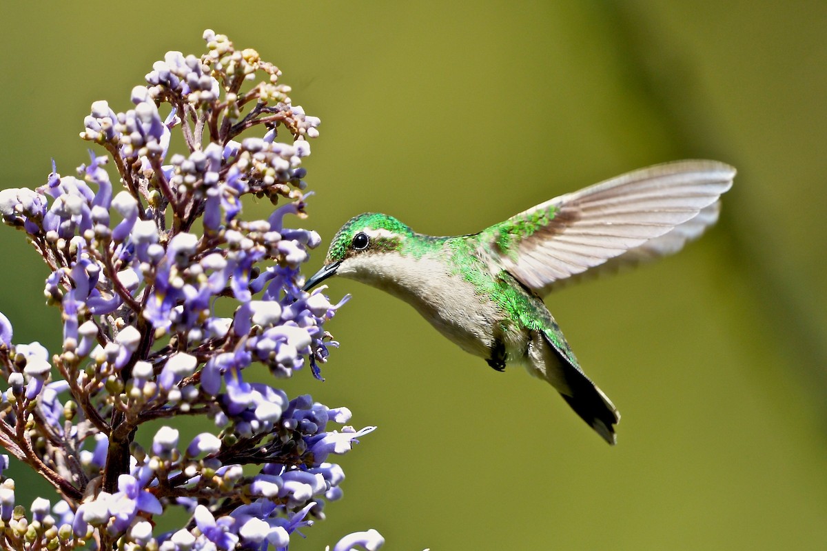 kolibřík zahradní - ML137855601