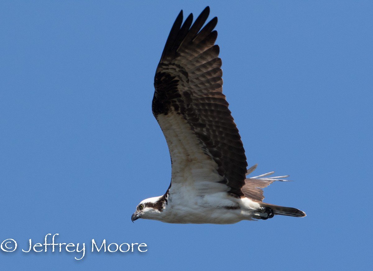 Osprey - Jeffrey Moore