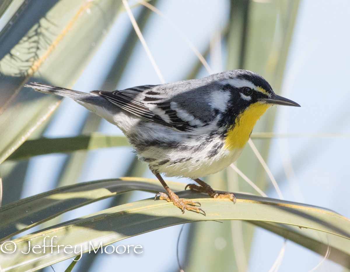 Yellow-throated Warbler - Jeffrey Moore