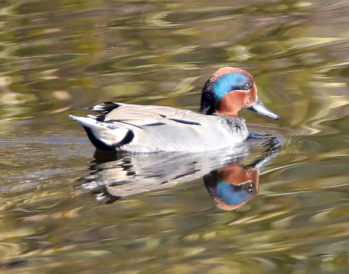 Green-winged Teal - ML137859481