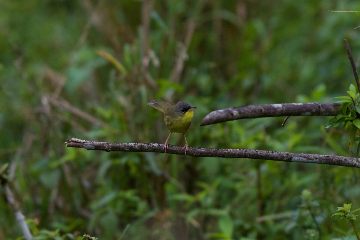 Gray-crowned Yellowthroat - Will  Britton