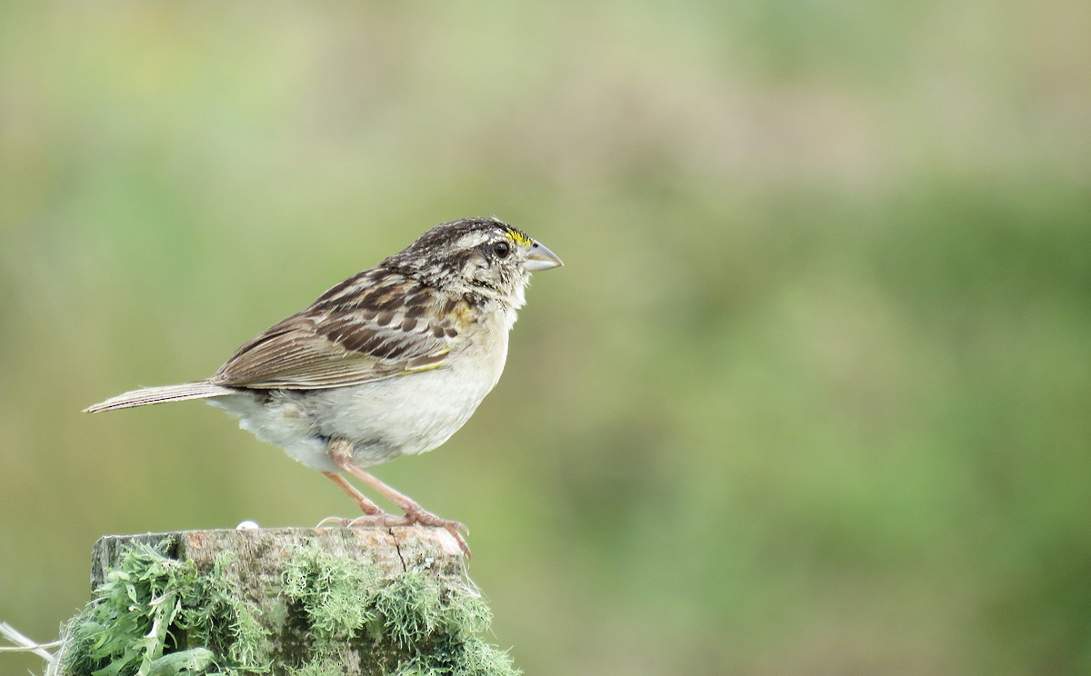 Grassland Sparrow - ML137869681