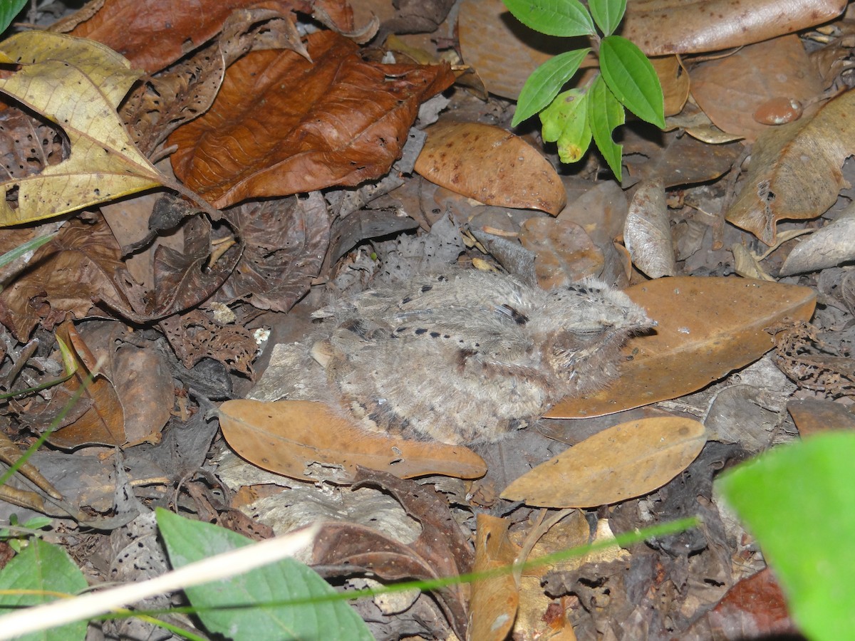 Spot-tailed Nightjar - Yanira Cifuentes Sarmiento
