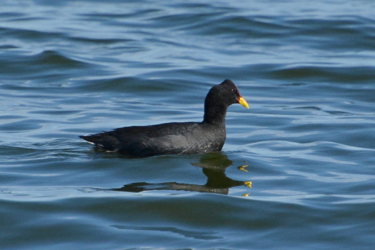 Red-fronted Coot - ML137876261