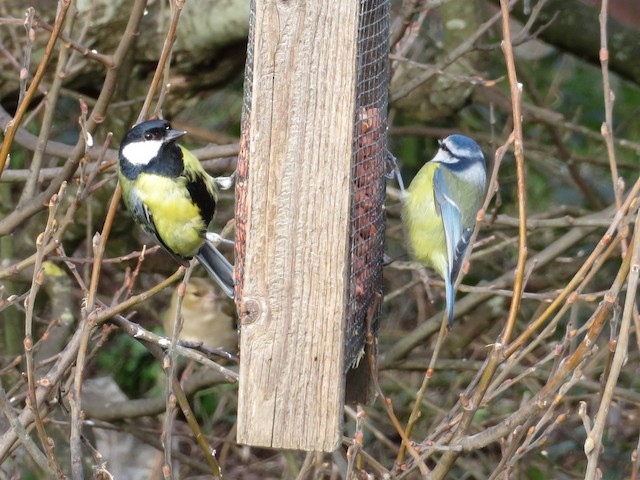 Eurasian Blue Tit (<em class="SciName notranslate">Cyanistes caeruleus</em>), right, with a Great Tit (<em class="SciName notranslate">Parus major</em>), left. - Eurasian Blue Tit - 