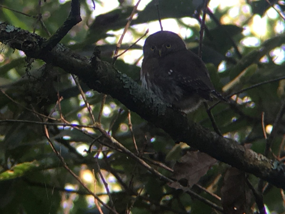 Tamaulipas Pygmy-Owl - ML137876511