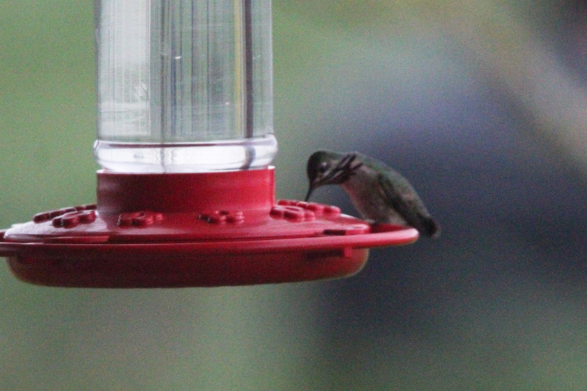Calliope Hummingbird - ML137877451