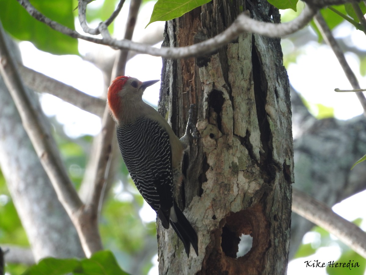 Golden-fronted Woodpecker - Enrique Heredia (Birding Tours)