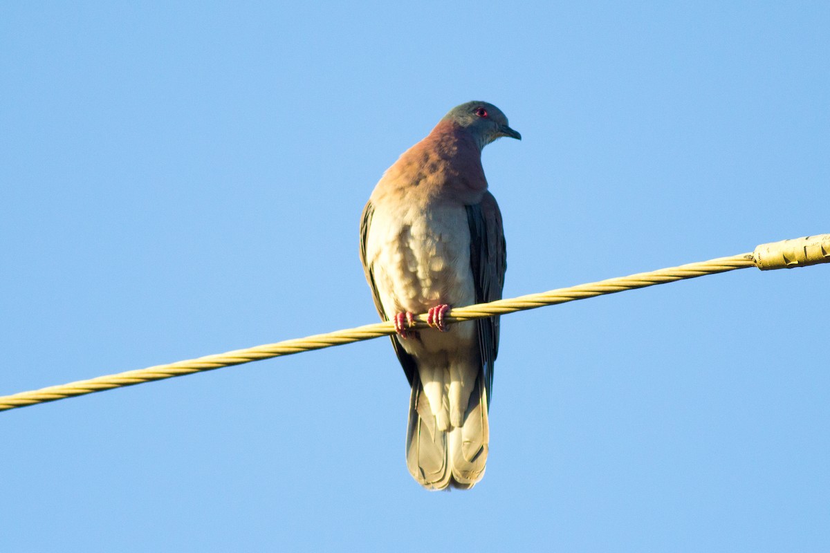 Pale-vented Pigeon - Francis Canto Jr