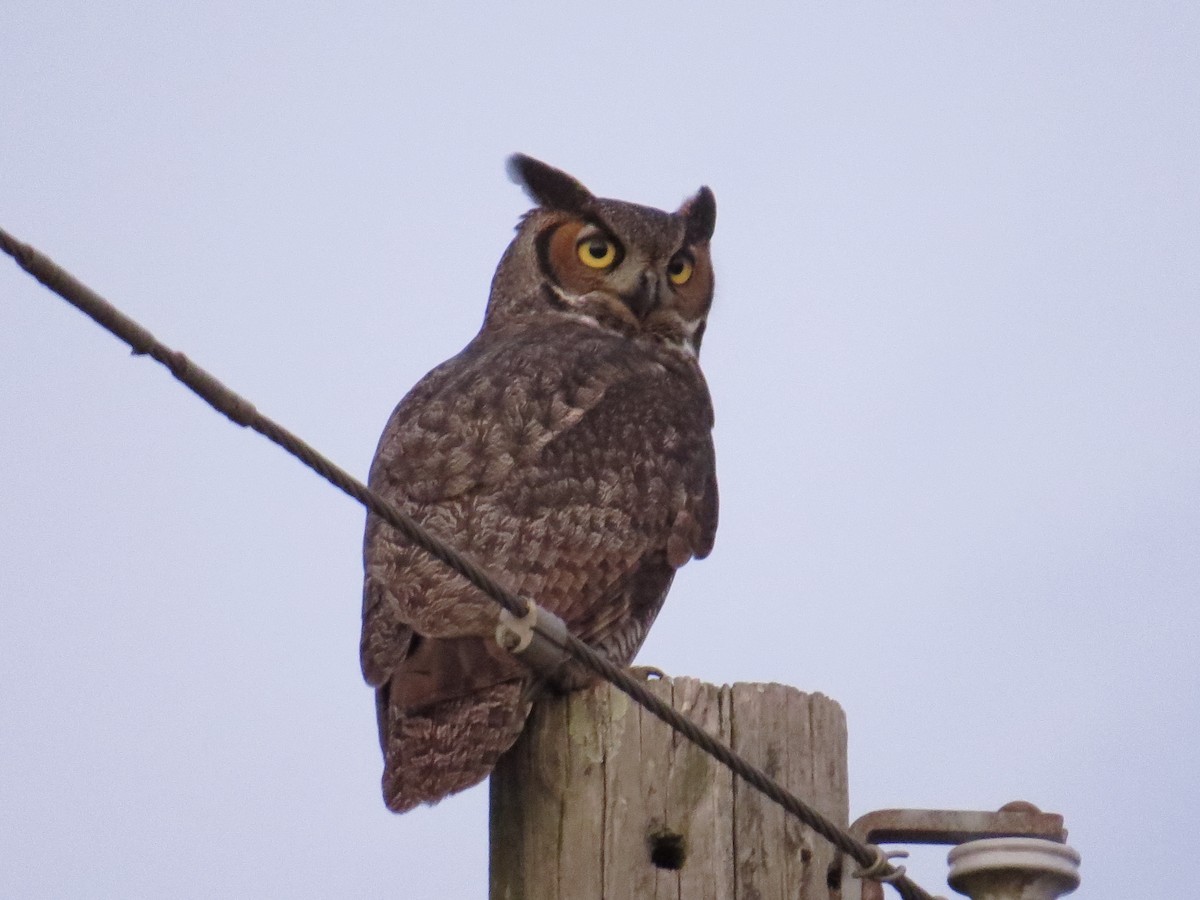 eBird Checklist 27 Jan 2019 8326 Pecan Street, Saint James, Louisiana, US (29.976, 90.82