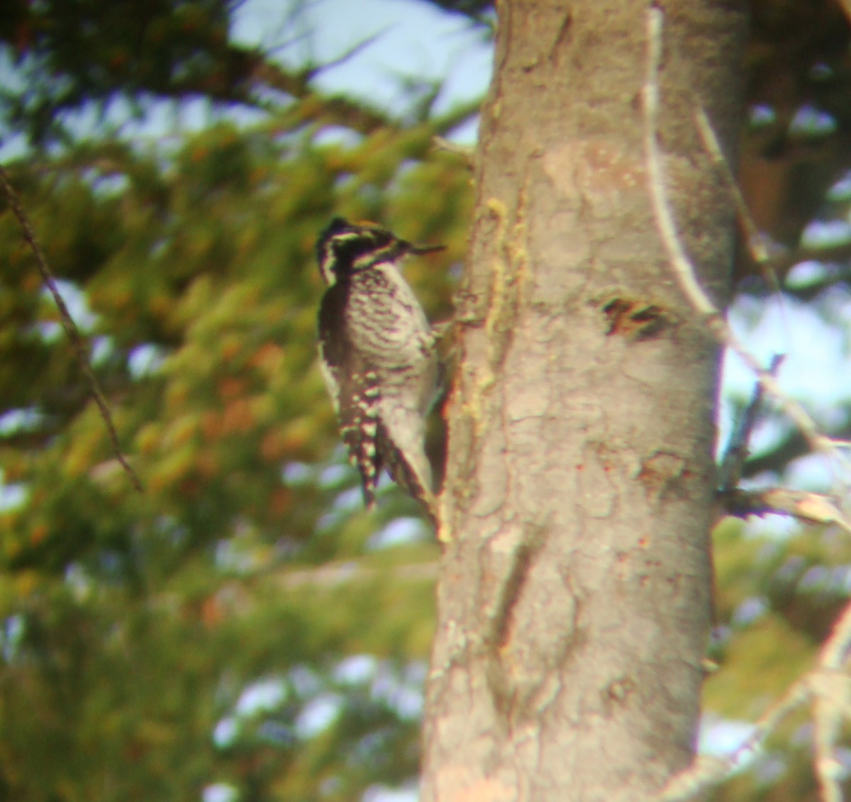 American Three-toed Woodpecker - Jethro Runco