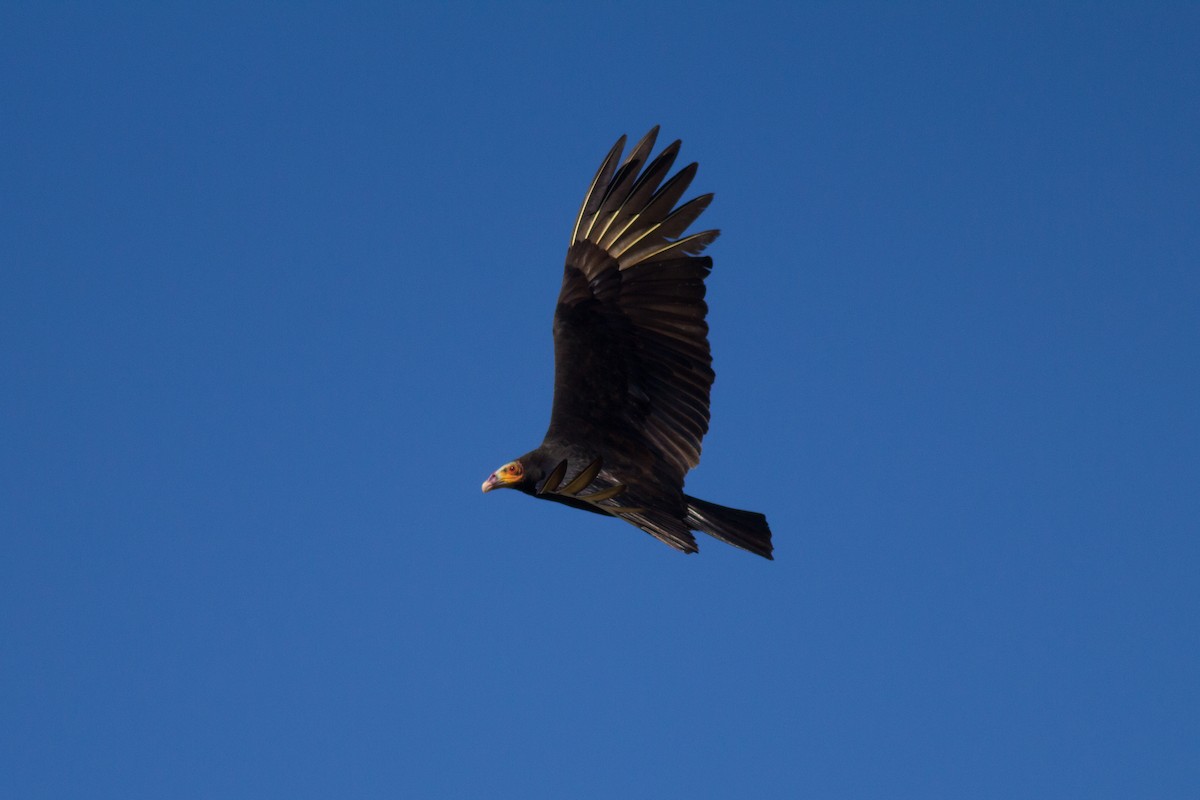 Lesser Yellow-headed Vulture - Francis Canto Jr