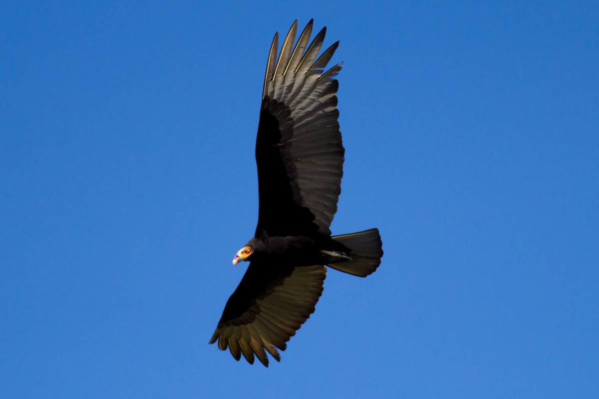 Lesser Yellow-headed Vulture - Francis Canto Jr