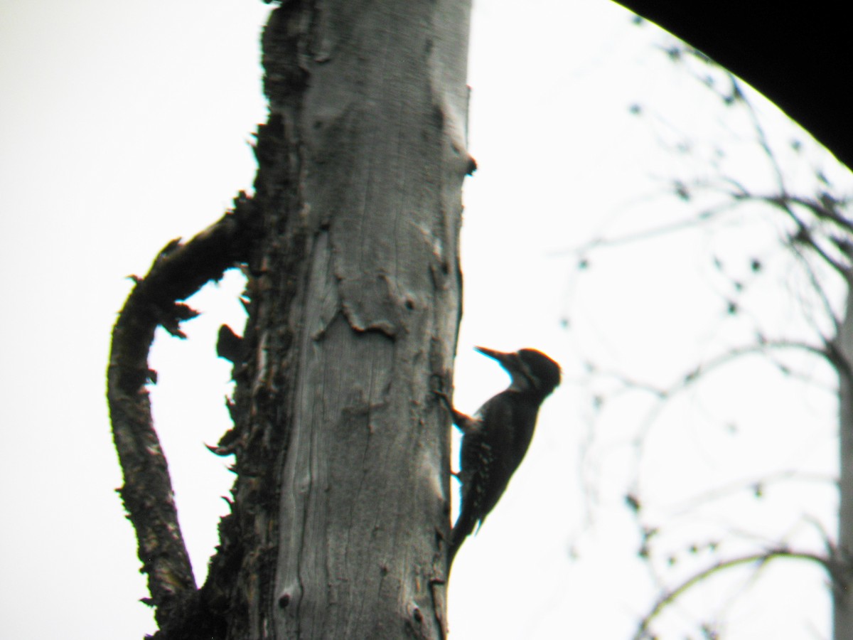 Black-backed Woodpecker - Jethro Runco
