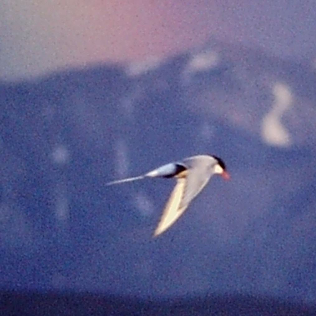 Arctic Tern - Jamie Simmons