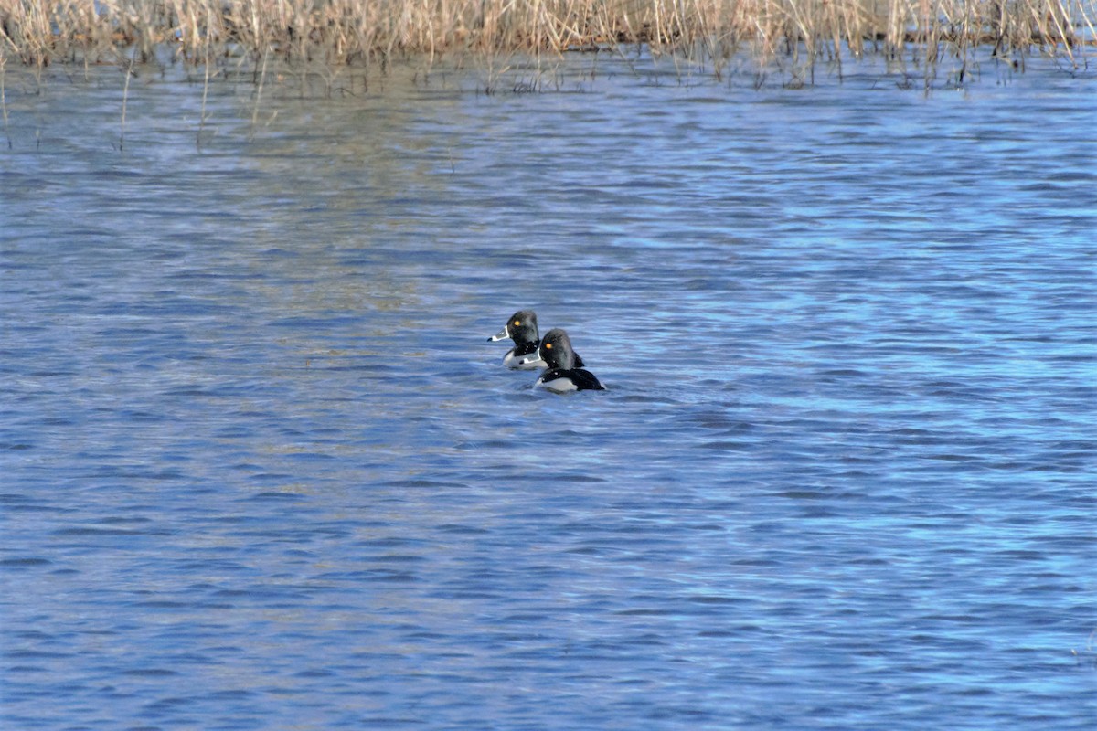 Ring-necked Duck - Andrew Lydeard