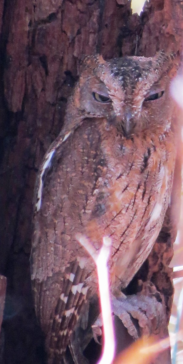 Madagascar Scops-Owl (Torotoroka) - Ray Wershler