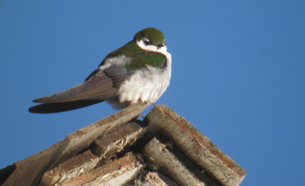 Violet-green Swallow - A. Laquidara