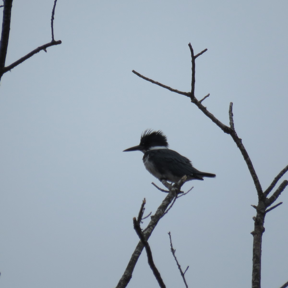 Belted Kingfisher - ML137900771