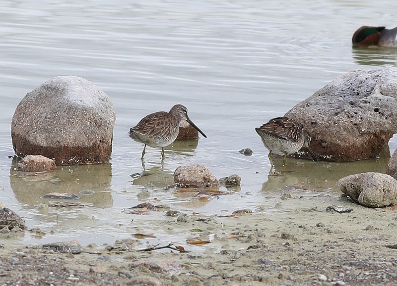 Long-billed Dowitcher - ML137900981
