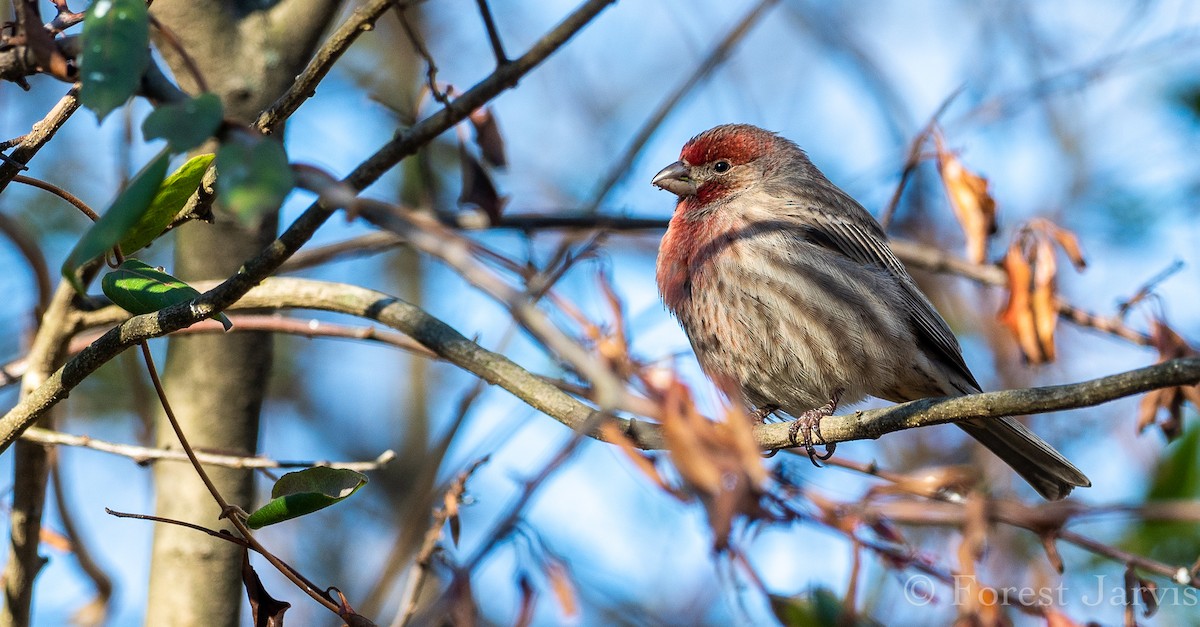 House Finch - Forest Botial-Jarvis