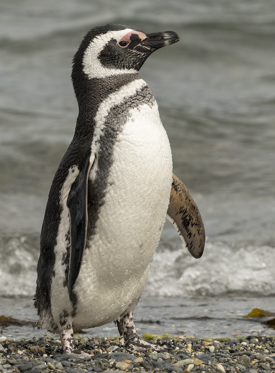 Magellanic Penguin - Ian Routley