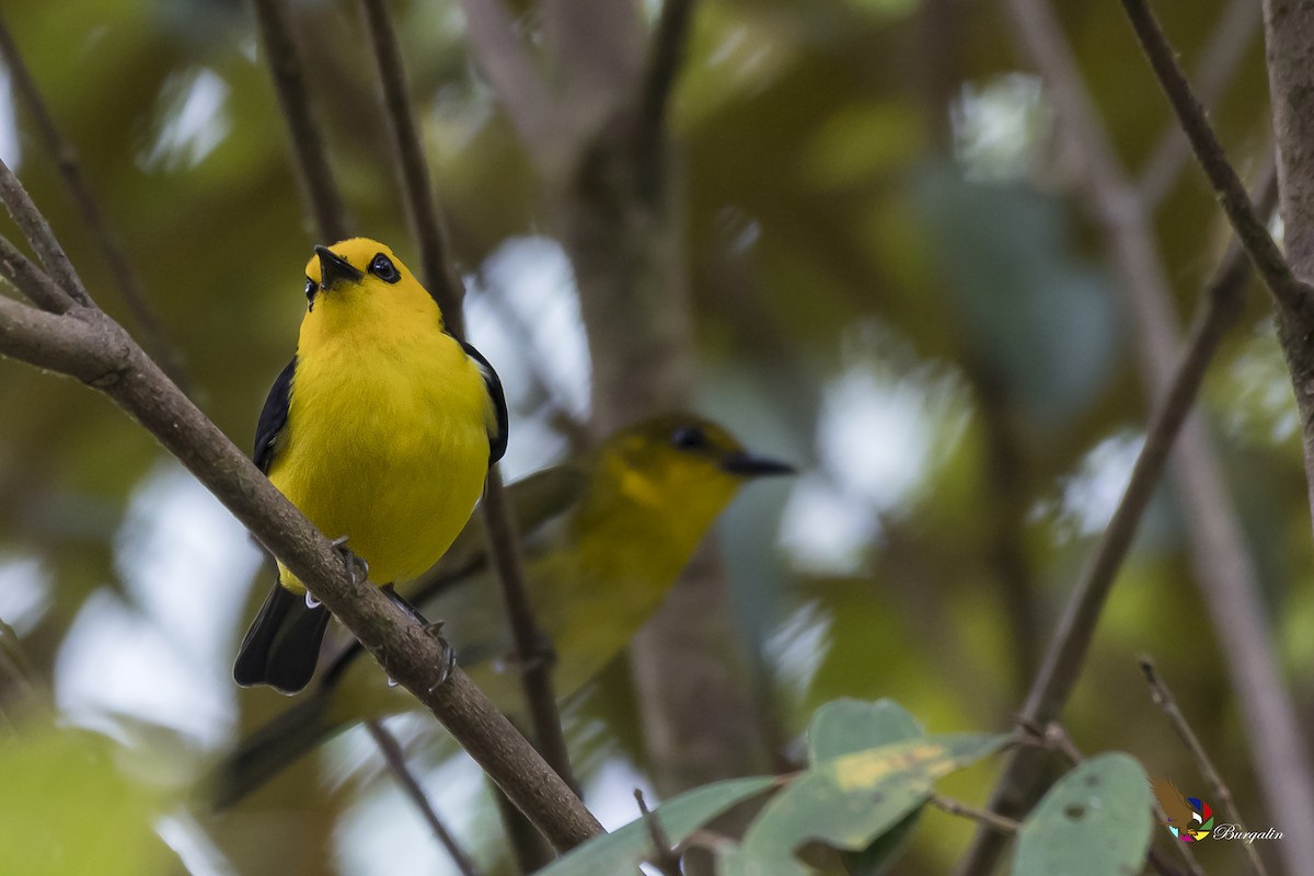 Black-and-yellow Tanager - fernando Burgalin Sequeria