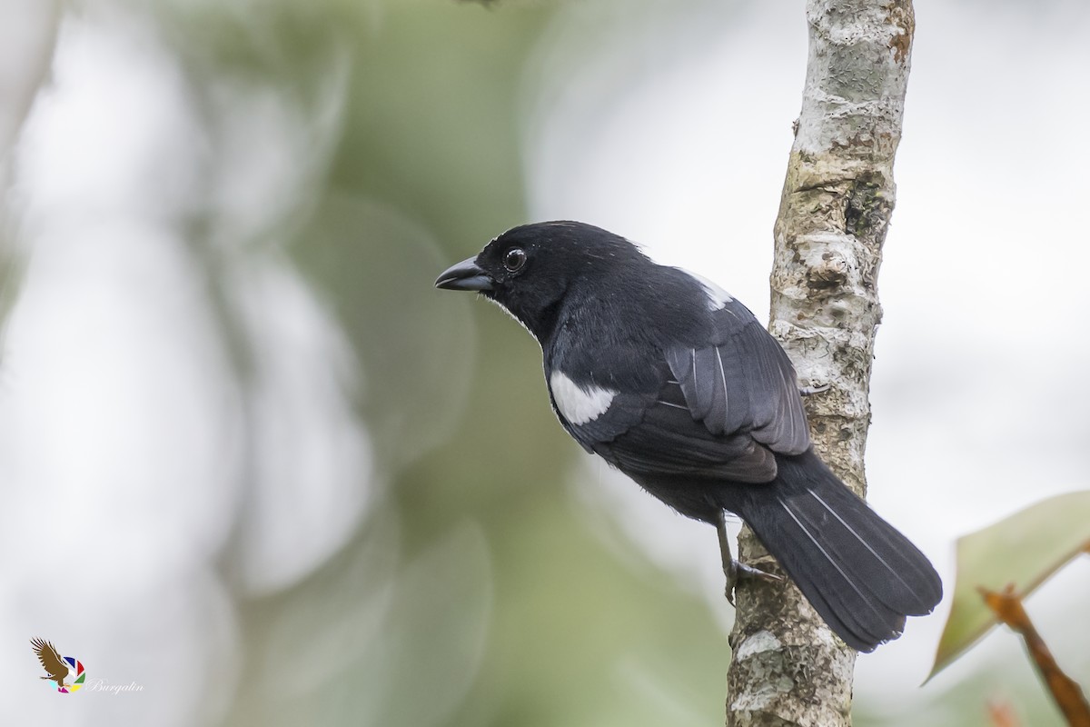 White-shouldered Tanager - ML137905581