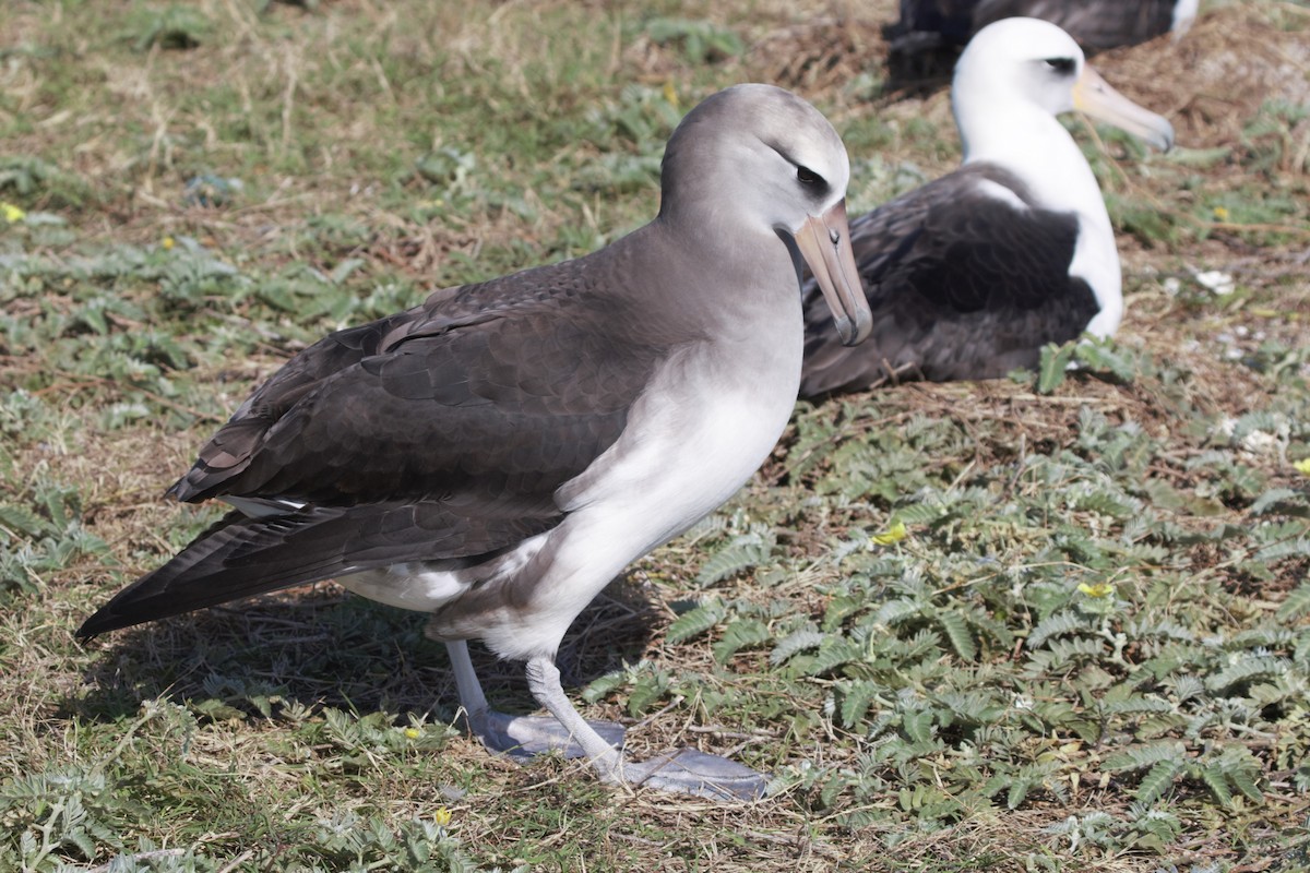 Laysan x Black-footed Albatross (hybrid) - Jonathan Plissner