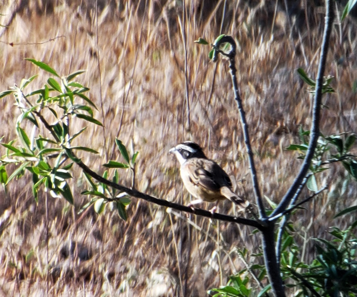 Stripe-headed Sparrow - ML137905751