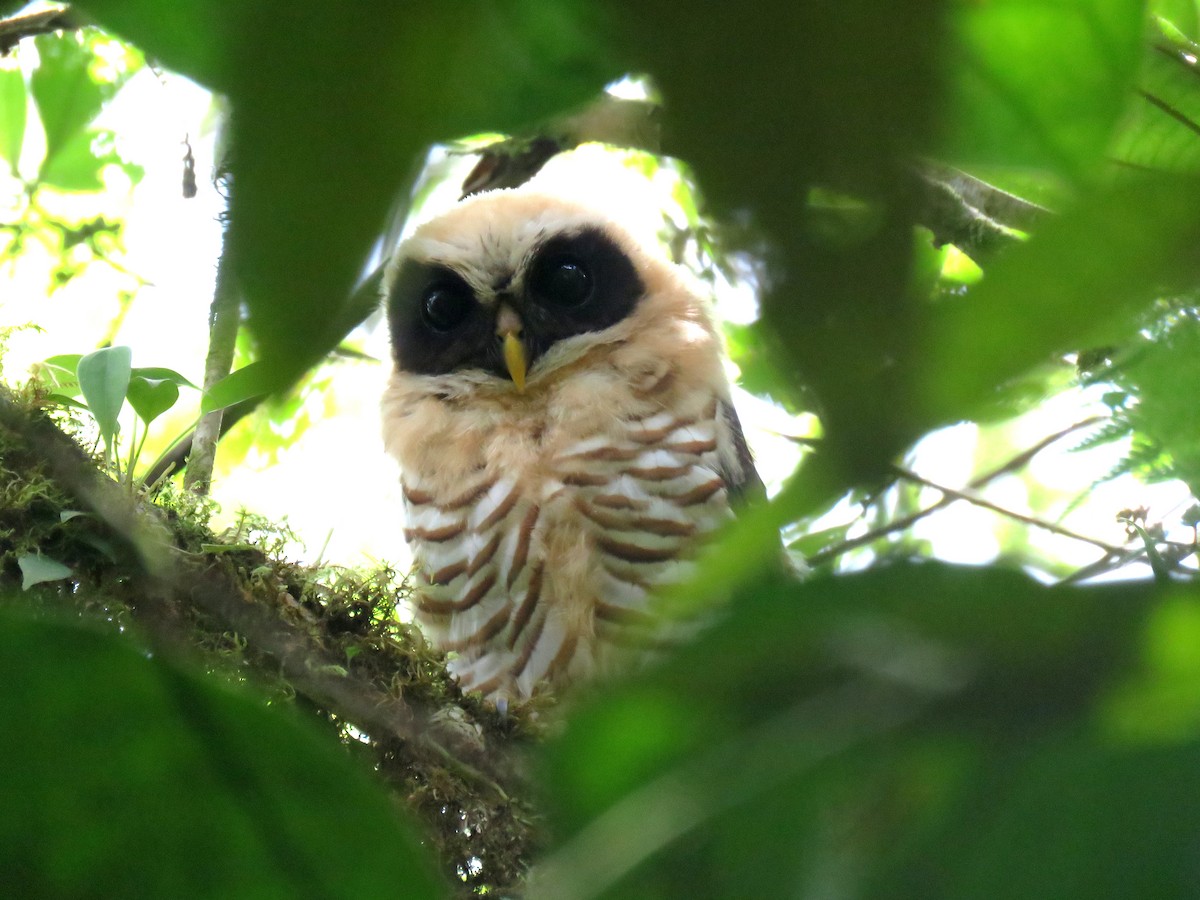 Band-bellied Owl - Edison🦉 Ocaña