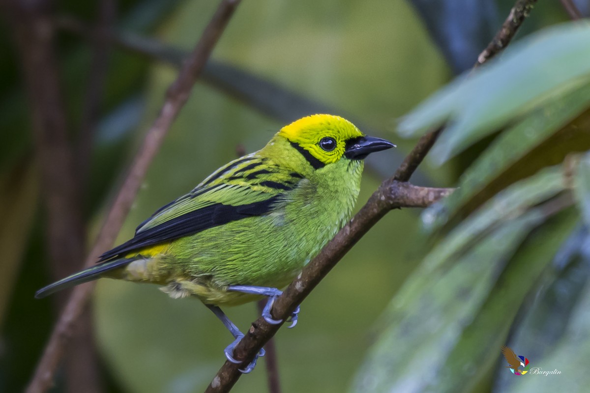 Emerald Tanager - ML137907281