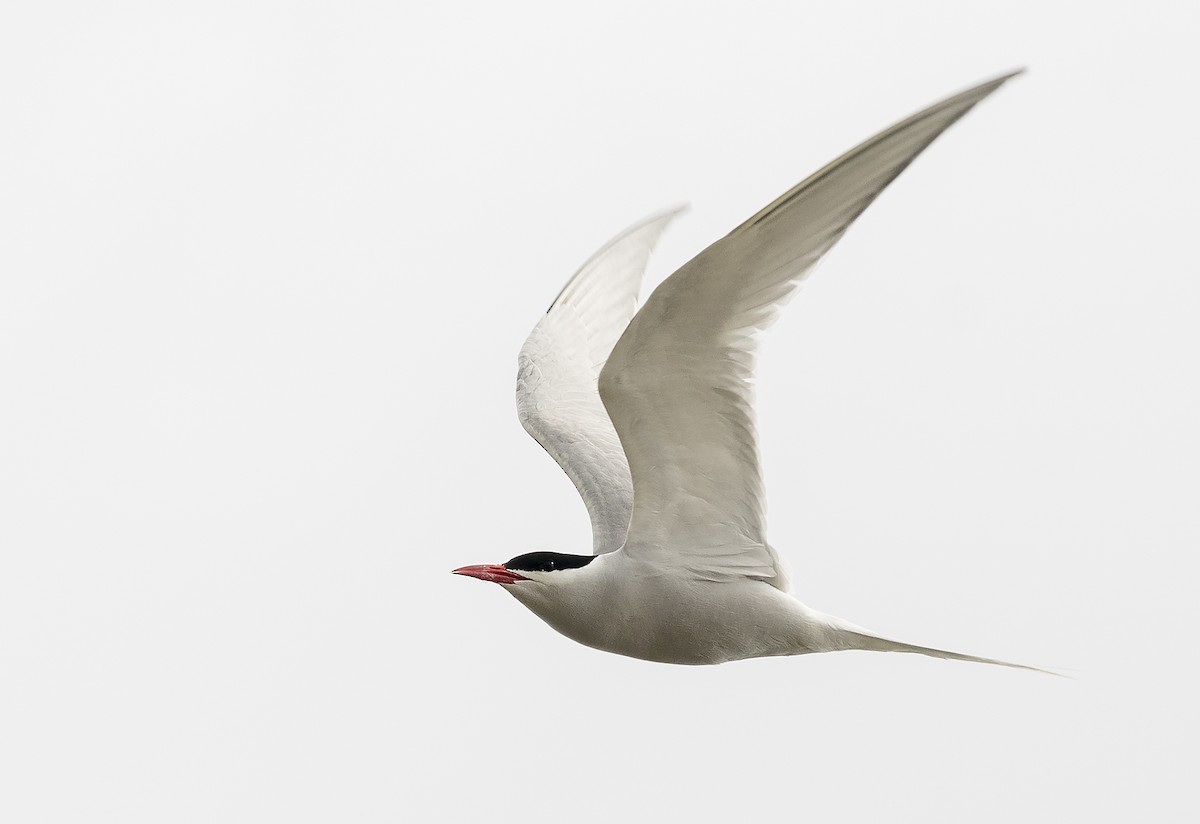 South American Tern - Ian Routley