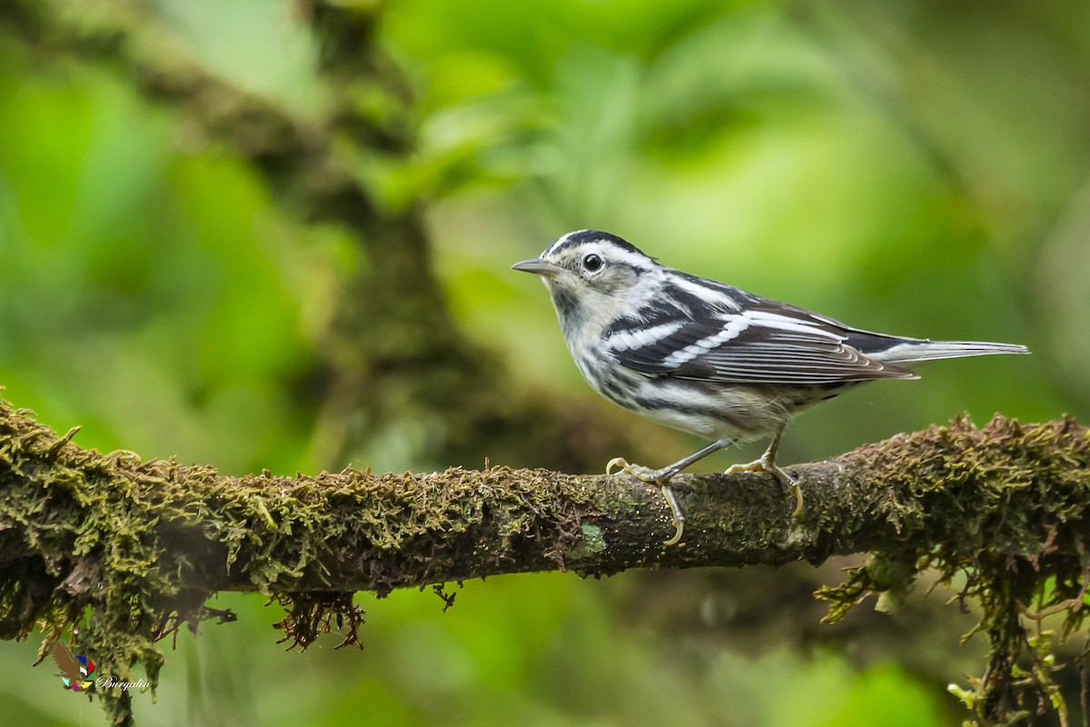 Black-and-white Warbler - ML137907751