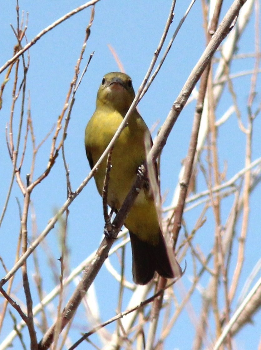 Western Tanager - Debby Parker