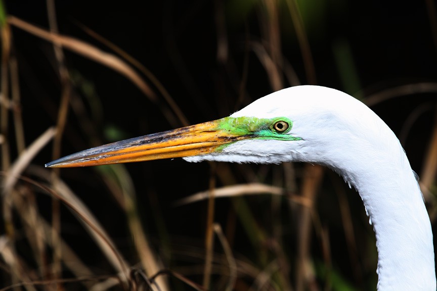 Great Egret - Marie King