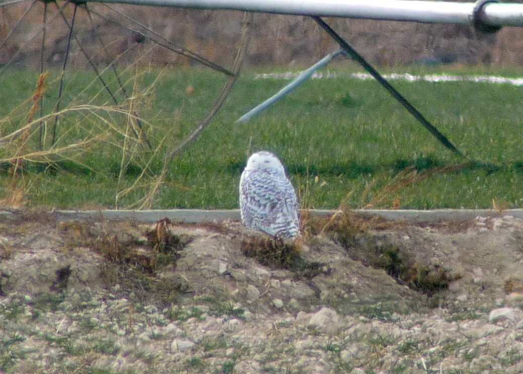 Snowy Owl - ML137913581