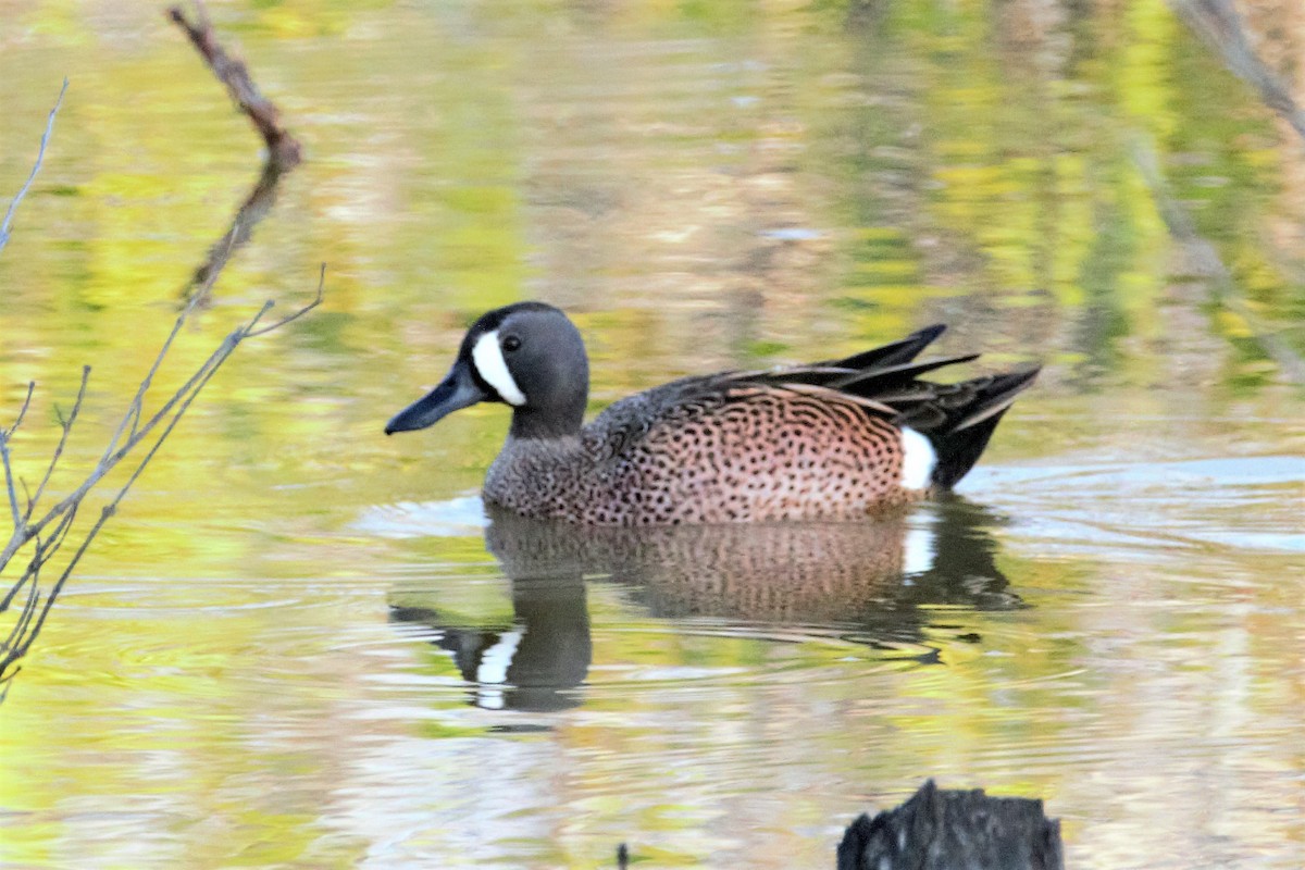 Blue-winged Teal - ML137915211