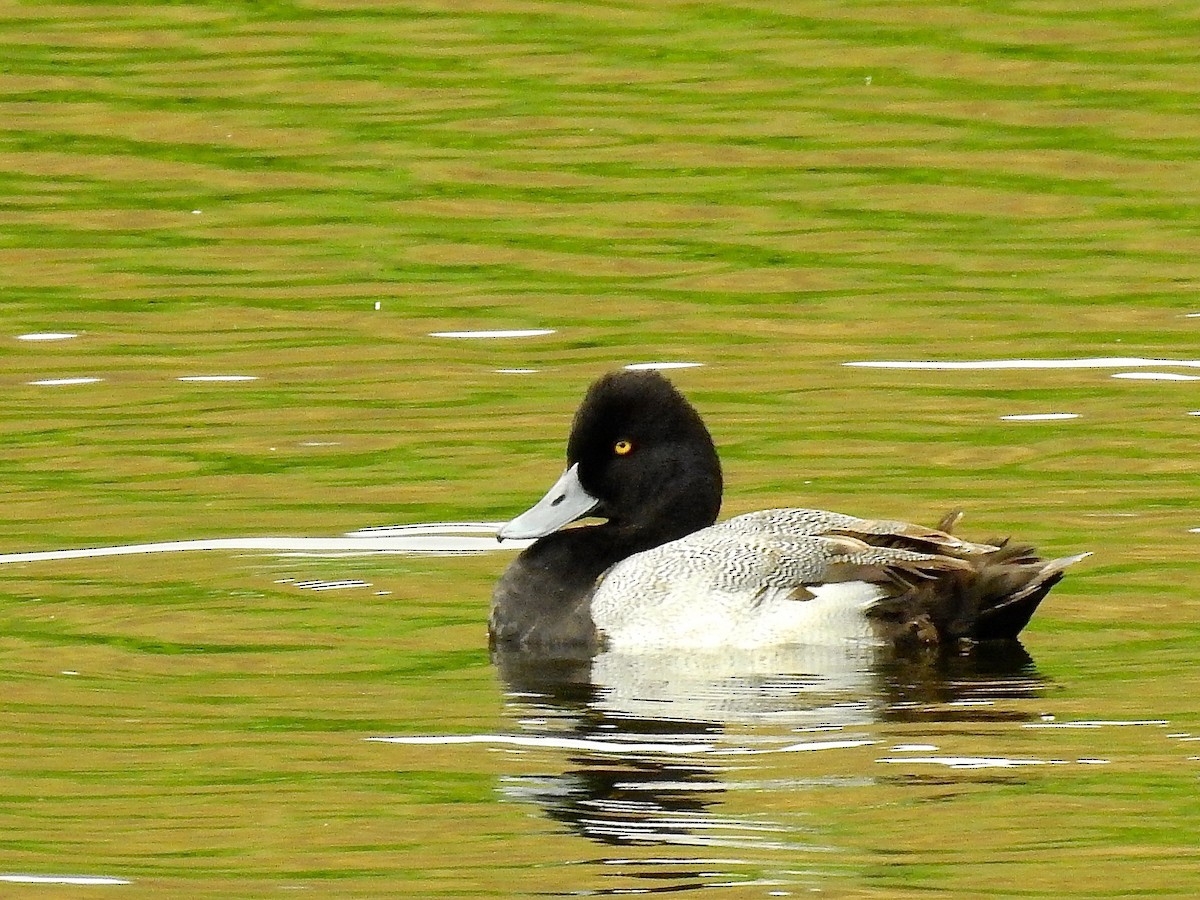 Lesser Scaup - Michael Young