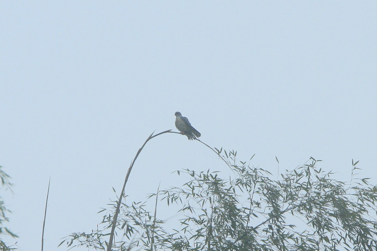 Chinese Sparrowhawk - Qin Huang