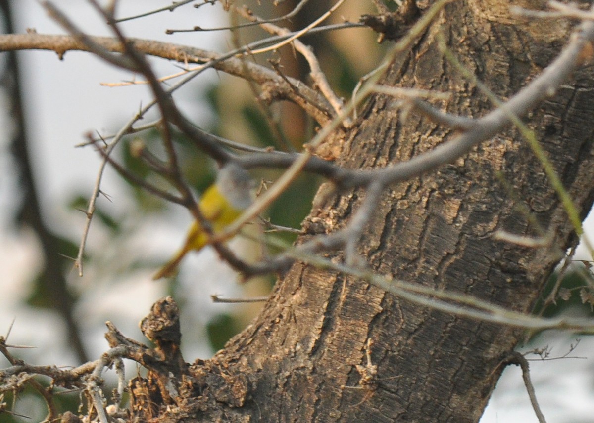 Gray-headed Canary-Flycatcher - Ryan O'Donnell