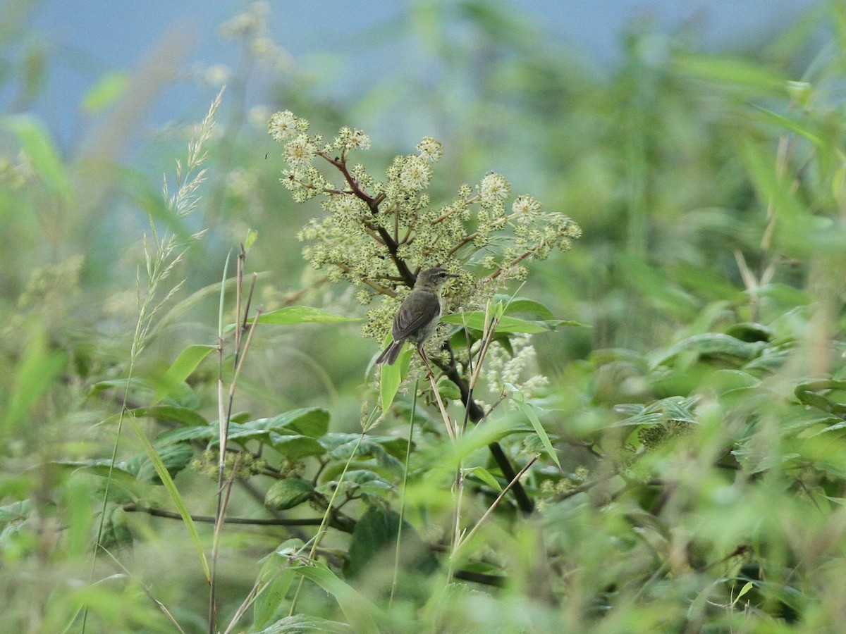 Buff-throated Warbler - Qin Huang