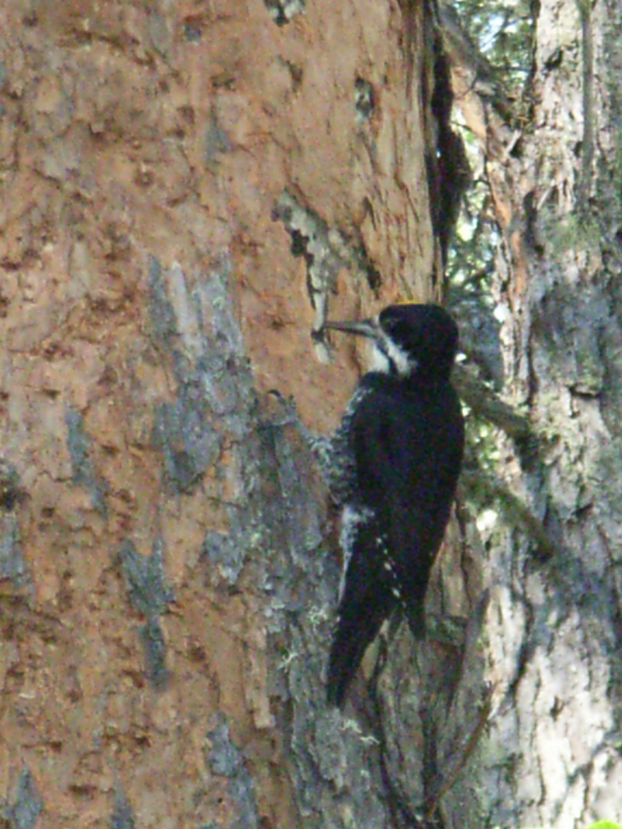 Black-backed Woodpecker - ML137922931