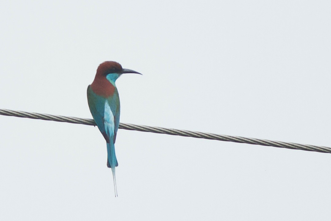 Blue-throated Bee-eater - Qin Huang