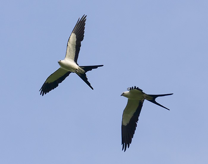 Swallow-tailed Kite - Jim Johnson