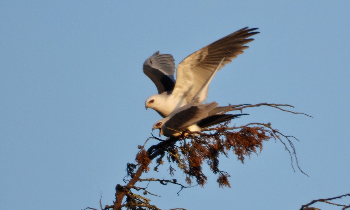 White-tailed Kite - grete pasch